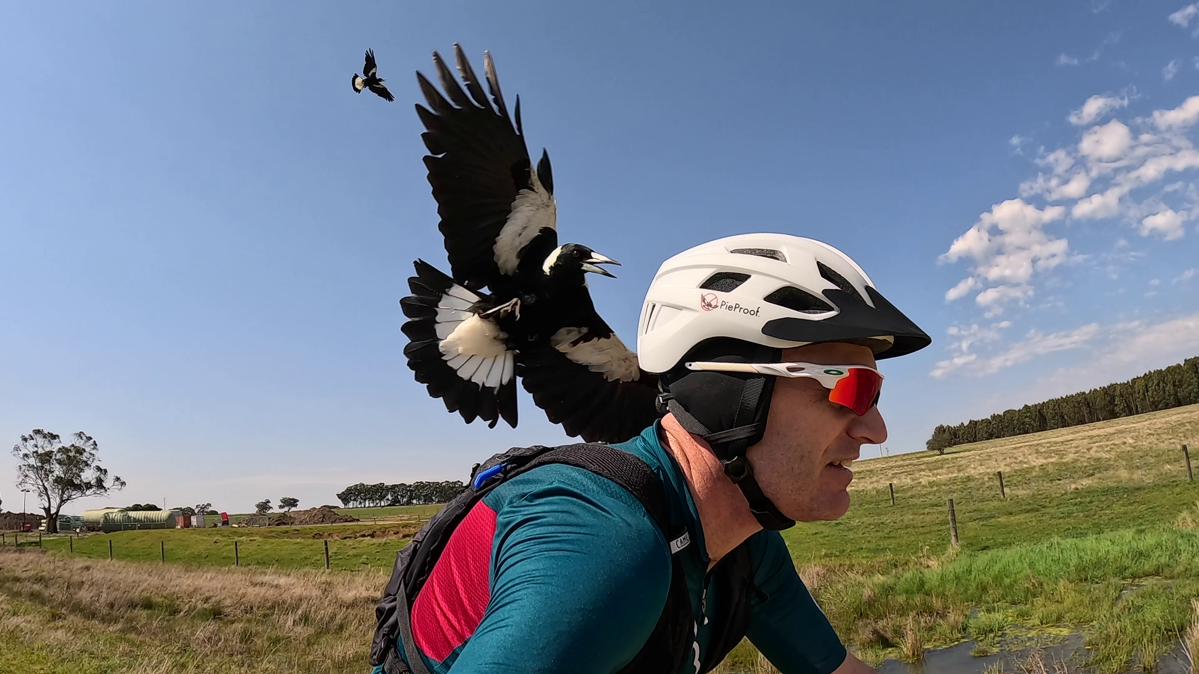 bike helmet magpie PieProof Cycle PieProof Cycle Helmets