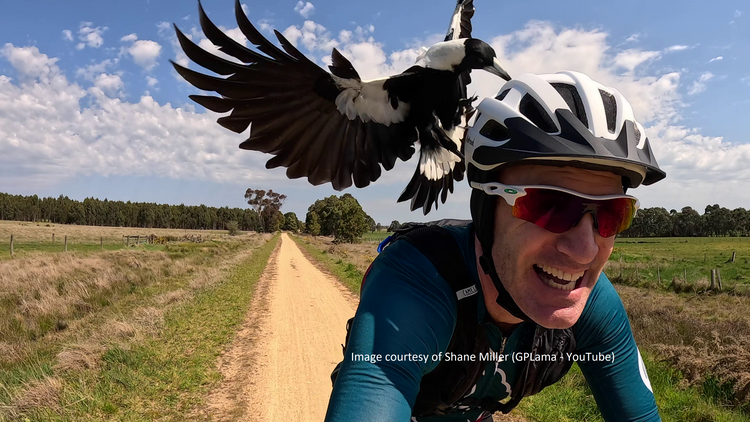 PieProof Cycle Helmets