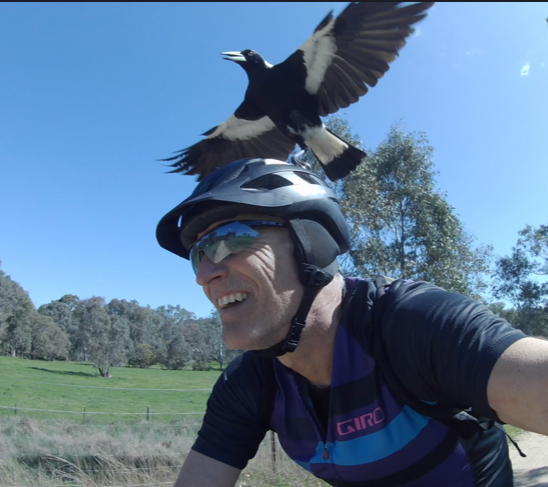 australian magpie bike helmet PieProof Cycle Dealing with Australian Magpies on